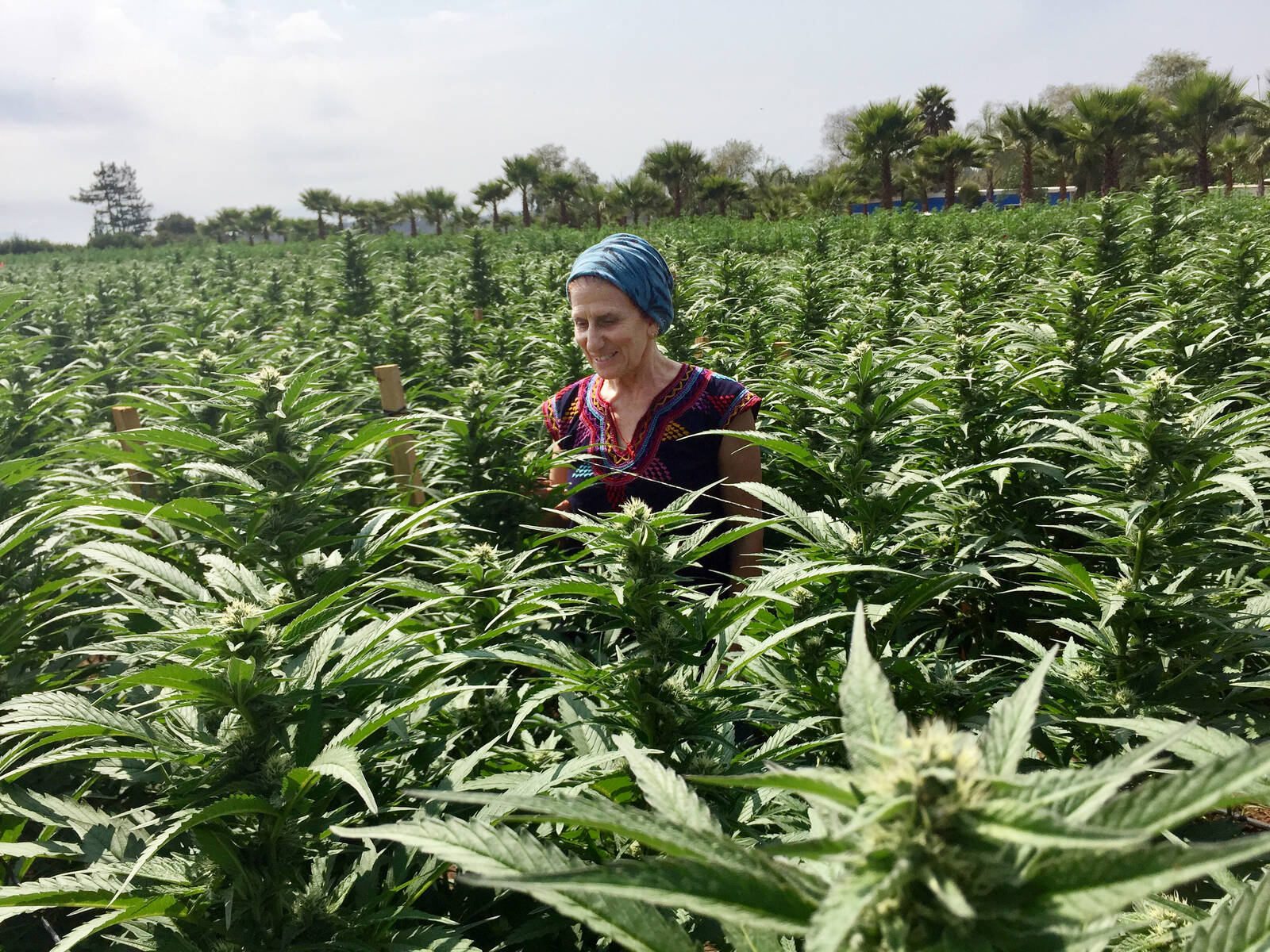 Medical Cannabis and Climate Change: Could the UK’s Regulations Set a New Global Standard for Low-Impact Medicine?