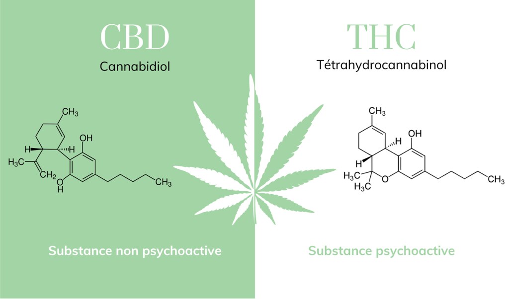 CBD vs. THC: differences, effects and practical application