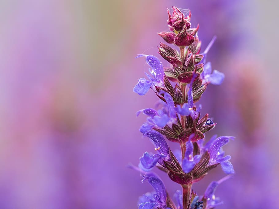 SalviaX: Italy’s Innovative Leader in Natural Wellness Solutions
