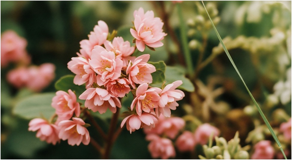 Why Flowers Still Matter in Our Digital Rush 