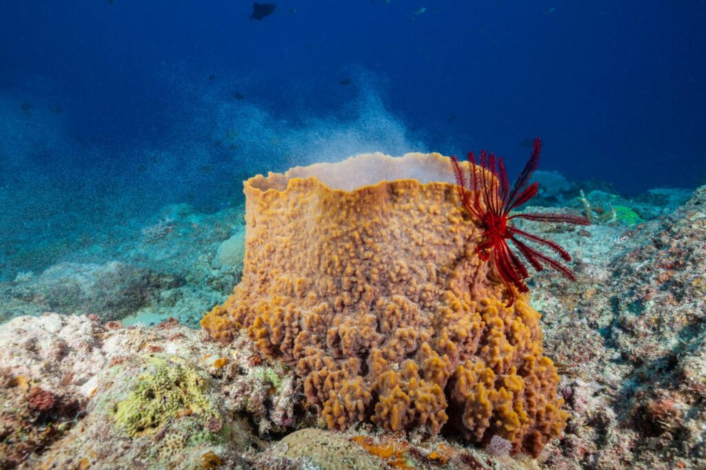 What Is a Sea Sponge? 